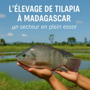 Élevage de tilapia à Madagascar — poisson résilient et rentable pour le développement économique local